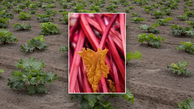 rubarb-farm.jpg